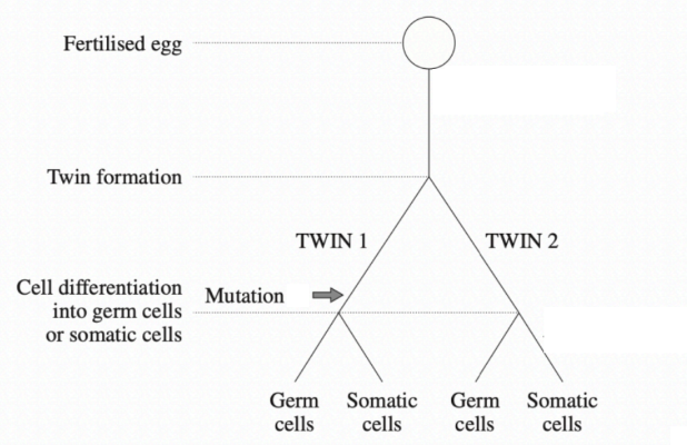 Biology Sample Question on Germ and Somatic Cell Mutations 