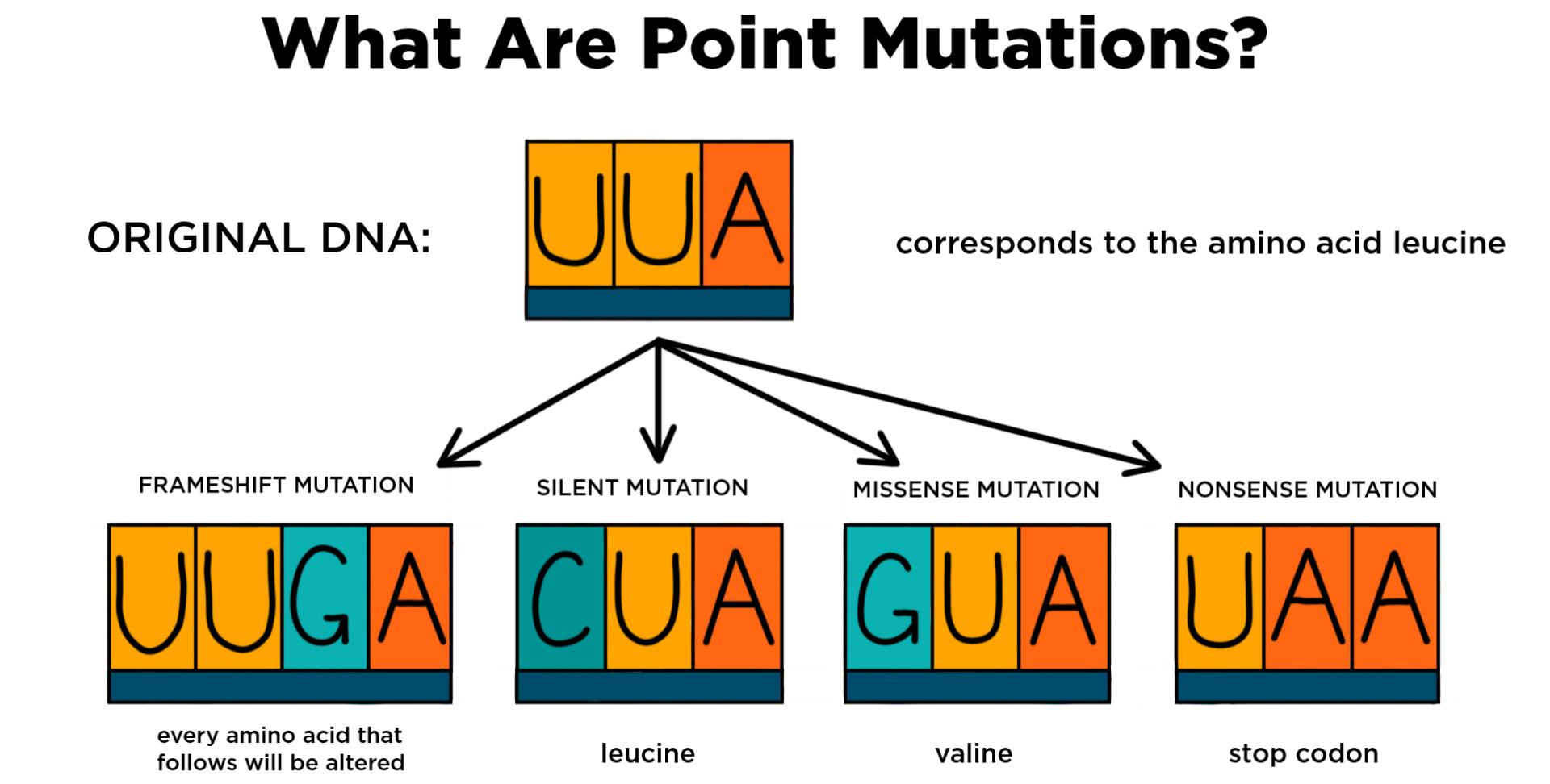 What is a point mutation?